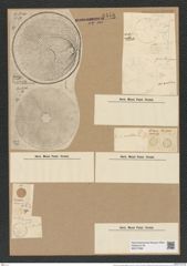 Actinocyclus areolatus Brightw. (de-Toni-Nr.: Genus 195, Species 4795/60) Zeichnungen Sammlung Grunow Nr. 8445 (NHMW-BOT-W0377898)